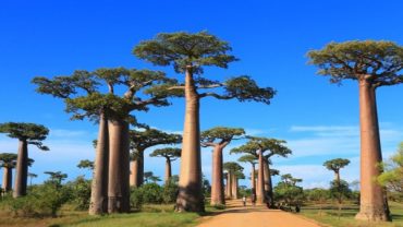Prepare well for an exceptional trip to Madagascar