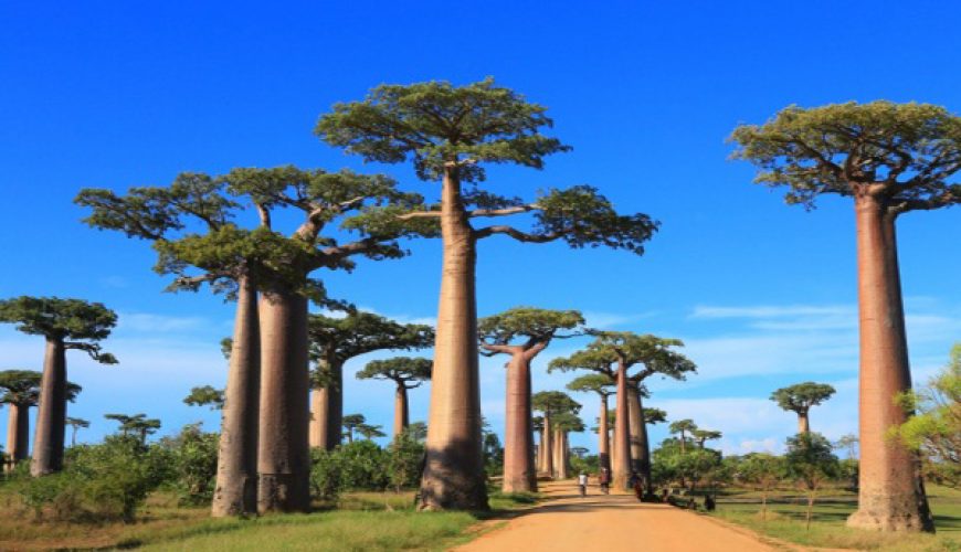 Prepárate bien para un viaje excepcional a Madagascar