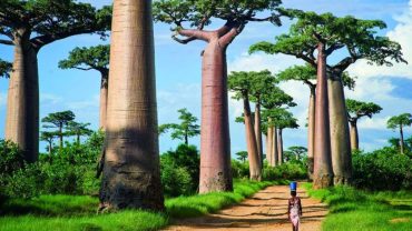His Majesty the Baobab