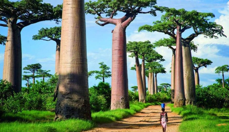 Sa majesté le Baobab