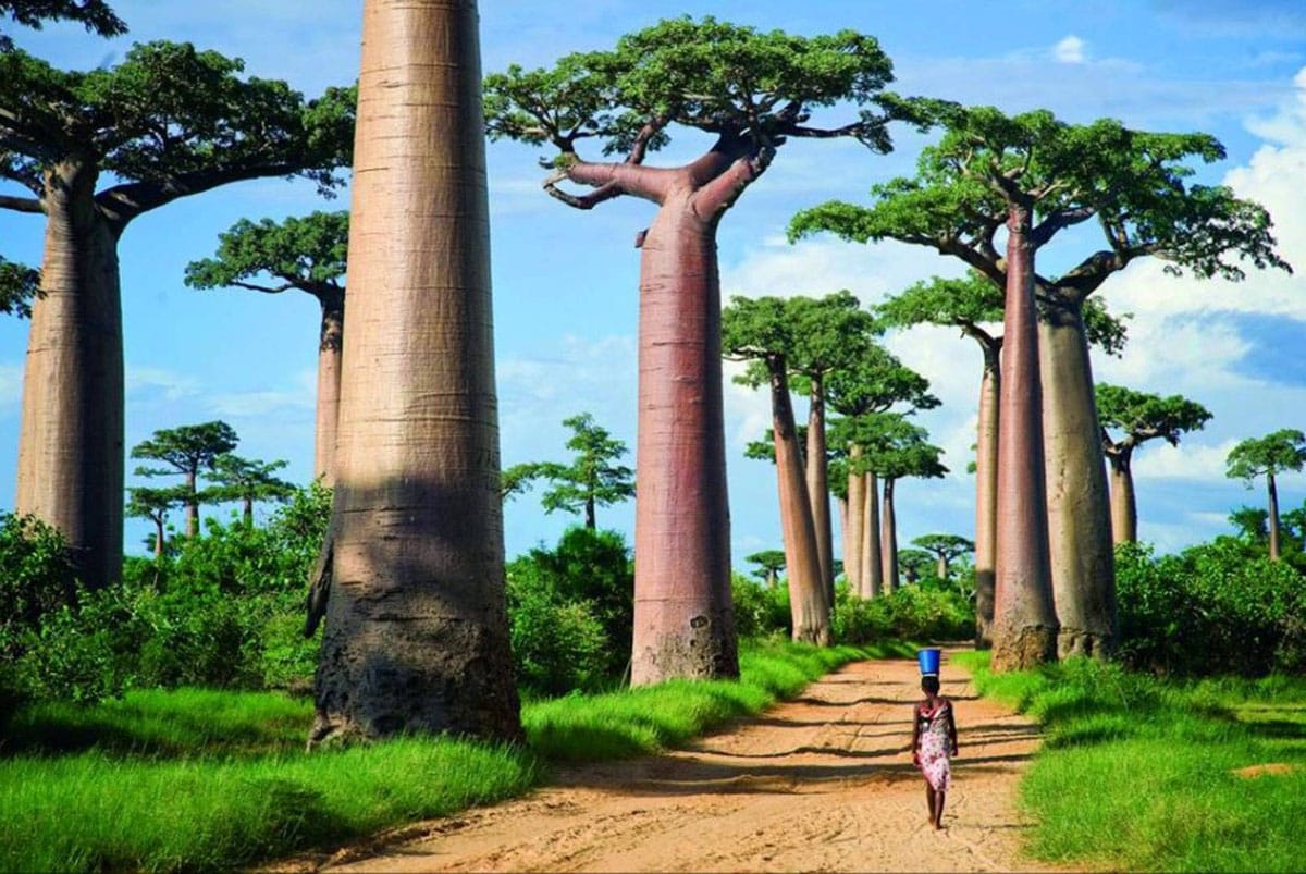 Sa majesté le Baobab