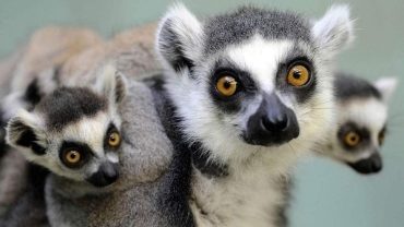 El “apestoso” Maki de Madagascar