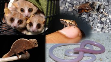 Cinco pequeños de Madagascar