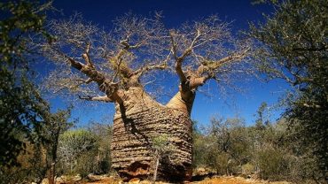 Biodiversité de Madagascar : Le Baobab est un des emblème de l'île.