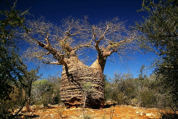 Biodiversité de Madagascar : Le Baobab est un des emblème de l'île.