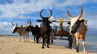 El cebú en Madagascar