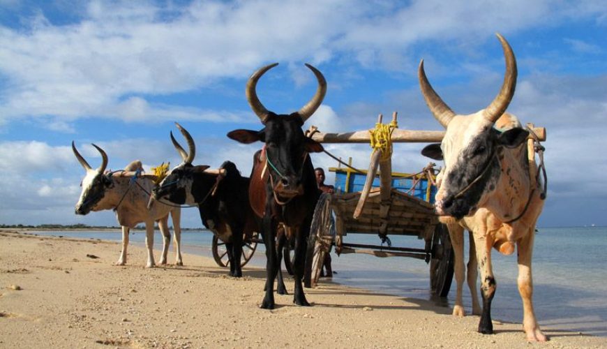 Le zébu à Madagascar