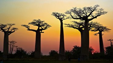 Su Majestad la Reniala