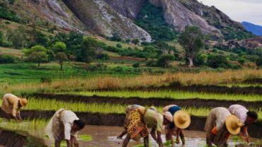 Transplante de arroz en Ambalavao