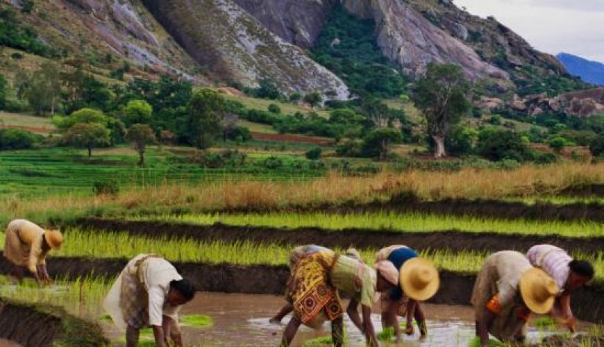 Transplanting rice in Ambalavao