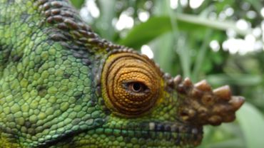 Observación responsable de fauna