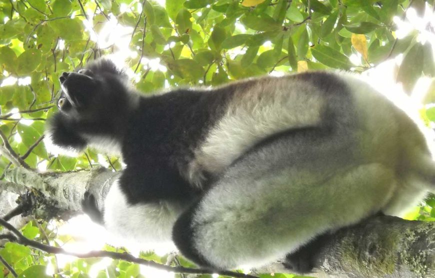 Akory Aby* (*How are you)