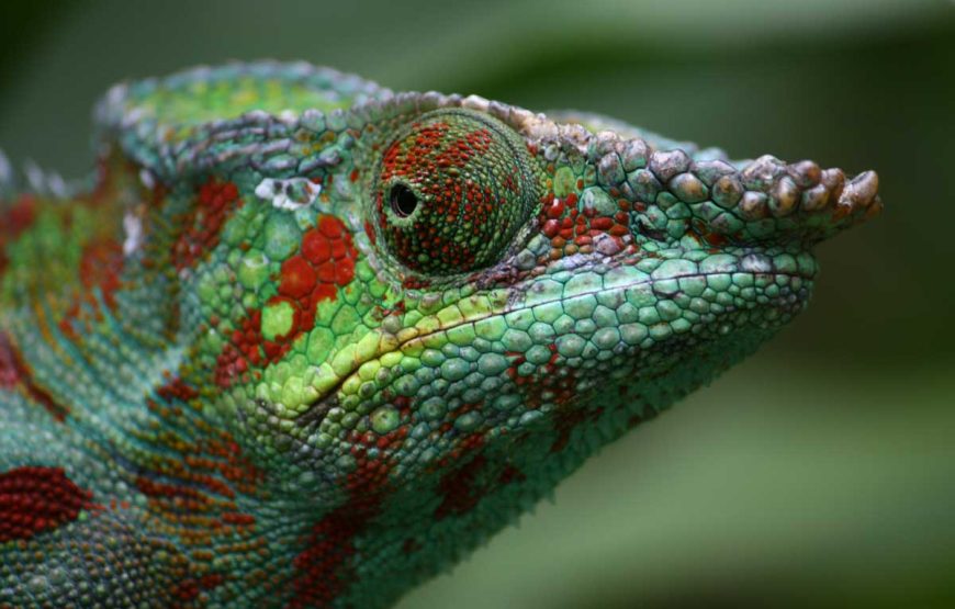 La Beauté de l’Est