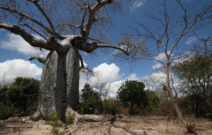 Madagasikara Tsara Be* (*Madagascar The Beautiful)