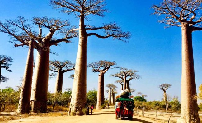 Baobab, Aventuras y Lagunas