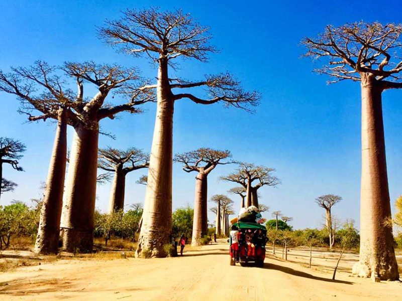Baobab, Aventuras y Lagunas