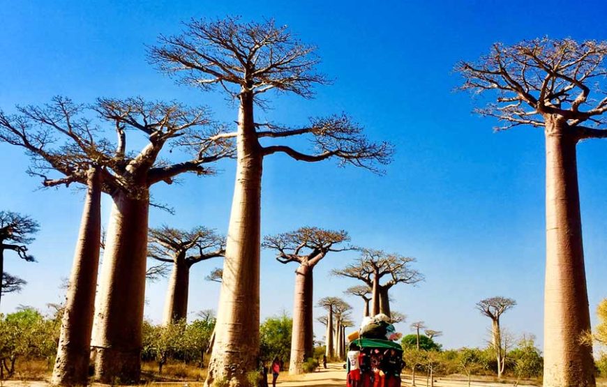 Baobab, Aventures et Lagons