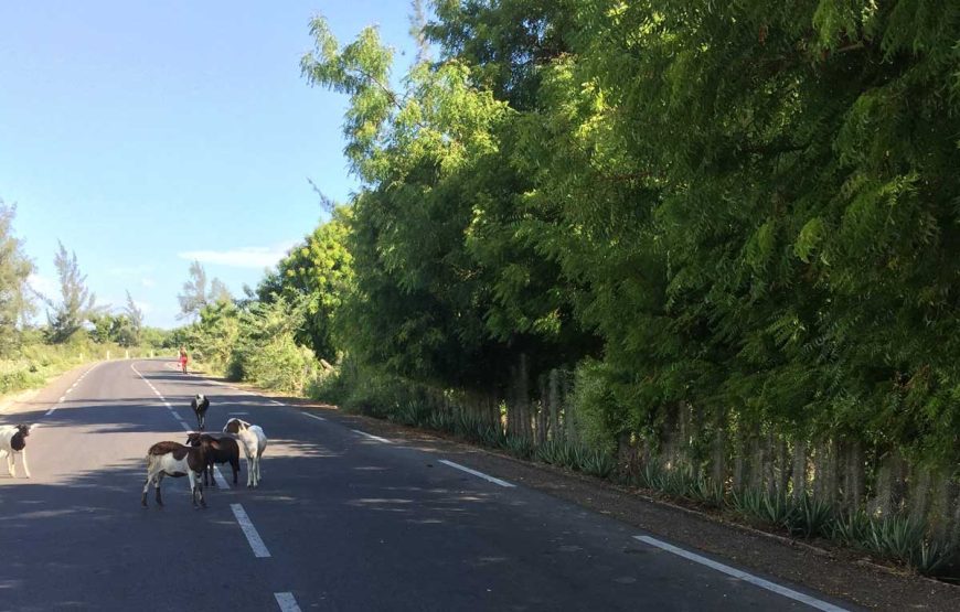 Baobab, Aventures et Lagons