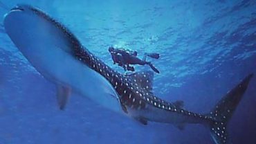 Viaje de buceo a Madagascar