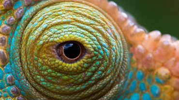 La naturaleza de Madagascar: camaleones