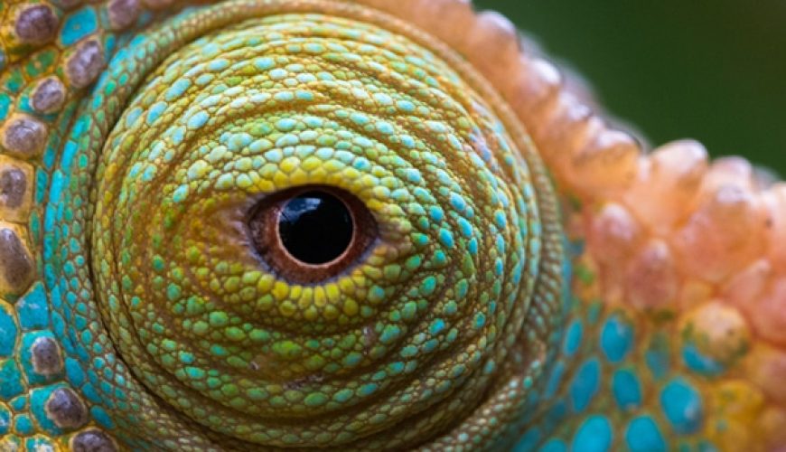 La naturaleza de Madagascar: camaleones