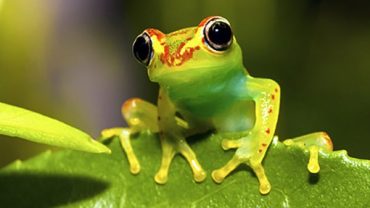 Biodiversidad única de Madagascar