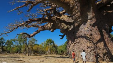 Destino Madagascar: Tsitakakoike, uno de los gigantes de Madagascar.