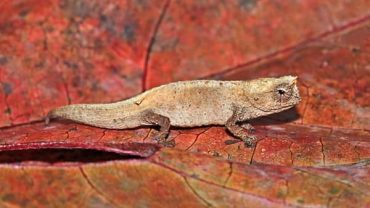 En la biodiversidad de Madagascar, una nueva especie de camaleón, la Brookesia Nofy, ha salido a la luz en la reserva privada de Akanin’ny Nofy