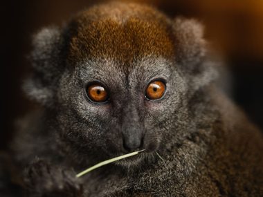 Jour 2 : Ambositra – Ranomafana