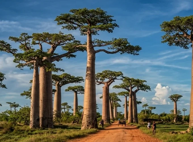 Great West & Great South of Madagascar