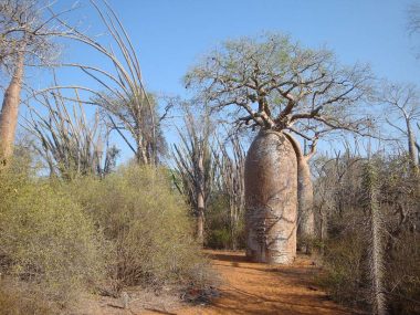 Jour 12 : Mangily – forêt de baobabs Reniala – culture Vezo
