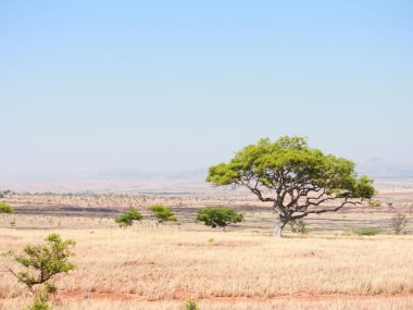 Jour 17 : Ranohira – Toliara – Antananarivo