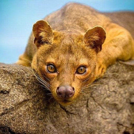 https://www.tour-malin-madagascar.com/wp-content/uploads/2026/04/Jour-4-Morondava-–-Kirindy-512x512.jpg