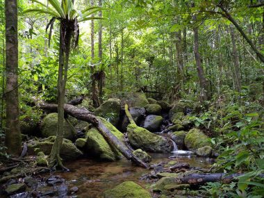 Jour 6 – Ambatoledama – Tsararampaka