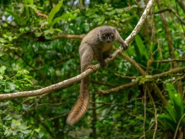 Jour 8 : Parc national de Ranomafana – Fianarantsoa