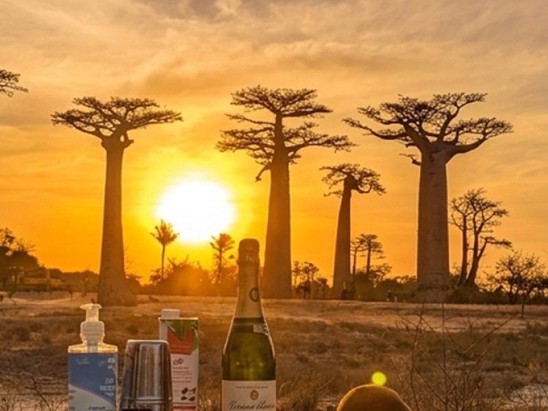 Immersion Nature dans le Grand Ouest – Baobabs, Tsingy et faune rare