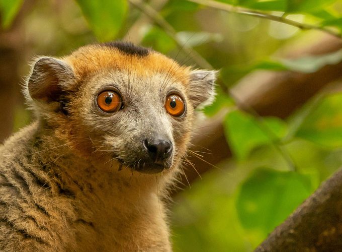 On the trail of lemurs – Exploration of Eastern Madagascar