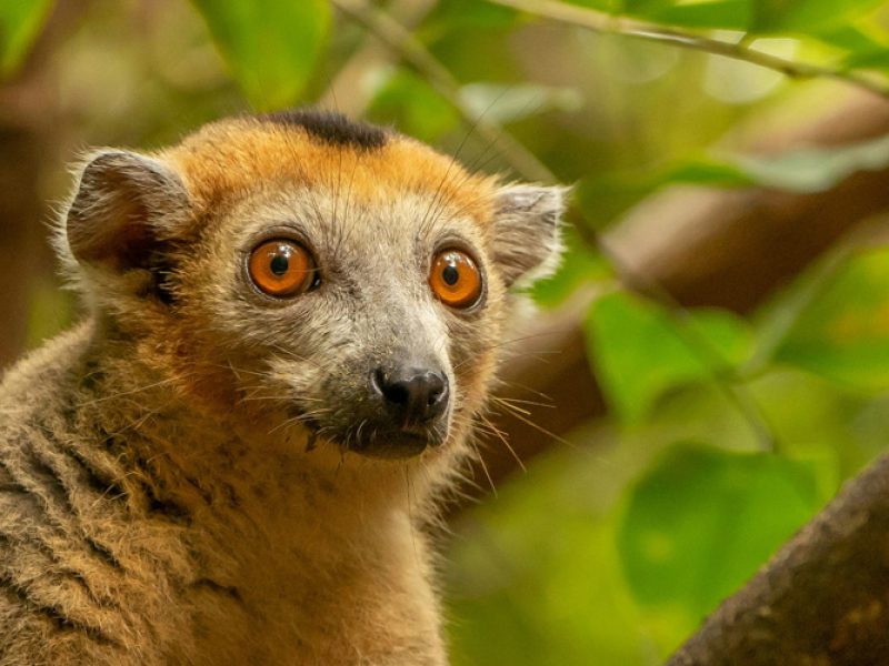 Sur la piste des lémuriens – Exploration de l’Est de Madagascar