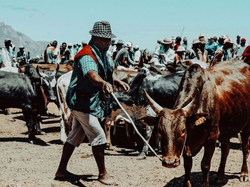 Traditions & Cultures du Grand Sud