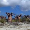 Voyage à Madagascar et découvre des jardins secrets tel celui des baobabs de Morombe.