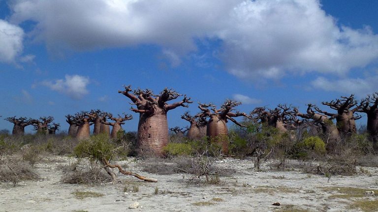 12-Le-Jardin-de-Baobabs-–-Andavadoaka 12-Le-Jardin-de-Baobabs-–-Andavadoaka