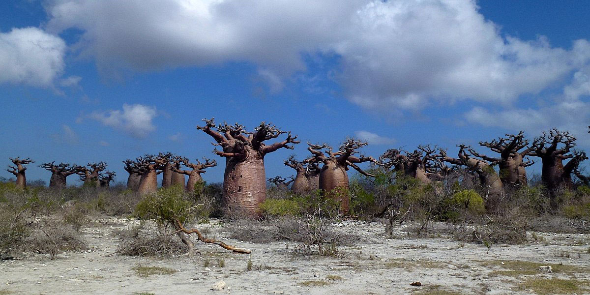 Voyage à Madagascar et découvre des jardins secrets tel celui des baobabs de Morombe.