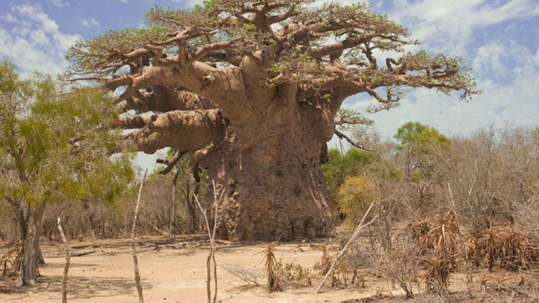13-Le-Baobab-Géant-d’Andombiry 13-Le-Baobab-Géant-d’Andombiry