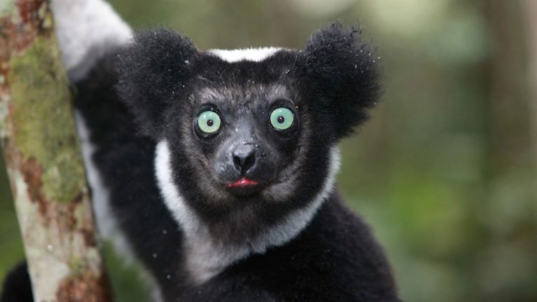 18-À-la-Rencontre-des-Indri-Indri-–-Andasibe 18-À-la-Rencontre-des-Indri-Indri-–-Andasibe